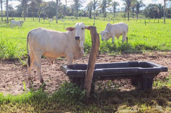 Piauí inicia última campanha de vacinação contra a aftosa com foco na exportação de carne bovina(Imagem:Divulgação)
