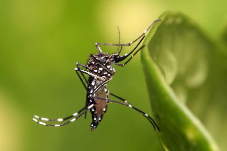 FMS alerta para cuidados de prevenção ao Aedes aegypti durante as férias
