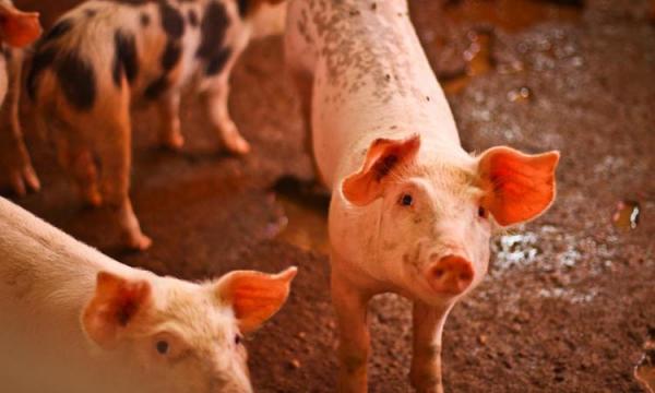 Adapi descarta suspeita de Peste Suína Clássica e mantém proibição com CE