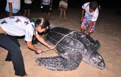 Tartaruga gigante é encontrada em praia no litoral do PI