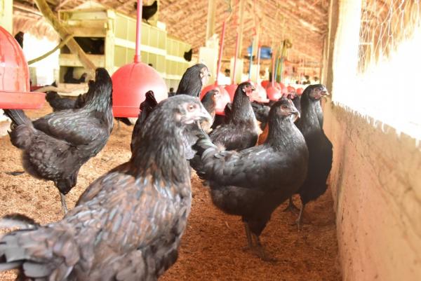 Desenvolvimento Rural visita criação de galinha "canela preta" na localidade Boa Esperança