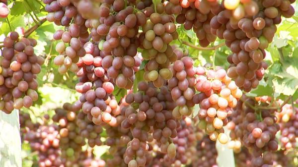 Recorde: produção de uva cresce 400% no Piauí