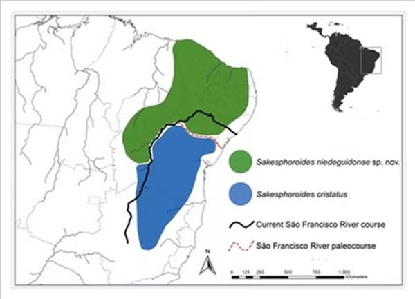 A esp&eacute;cie Sakesphoroides niedeguidonae est&aacute; concentrada na Caatinga (Imagem:Divulga&ccedil;&atilde;o)