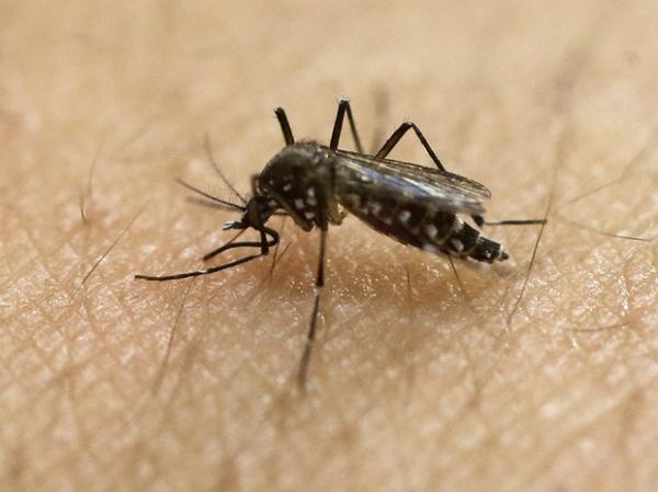 Piauí registra 73 casos de doenças neurológicas relacionadas a infecção viral