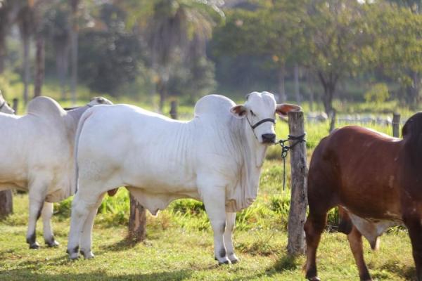 Piauí intensifica vacinação contra febre aftosa e quer atingir 95% de cobertura vacinal