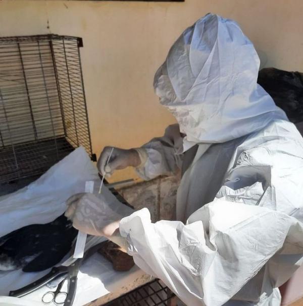 Sada e Adapi descartam caso suspeito de Influenza Aviária no Piauí