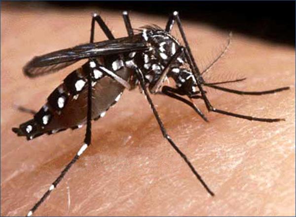 Piauí registrou quase seis mil casos de dengue somente em 2015
