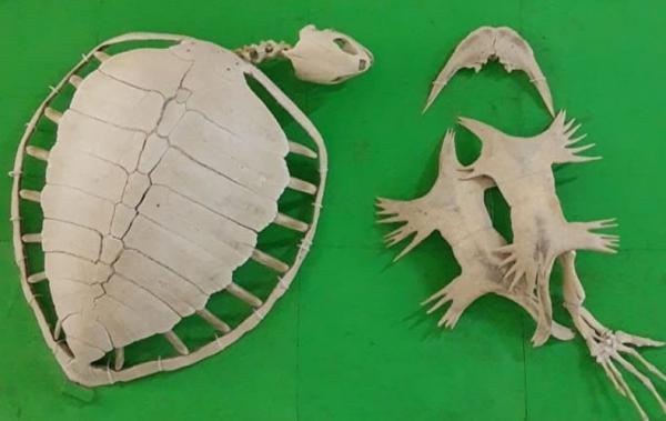 UFPI reabre exposição ao público da maior coleção de história natural do Piauí.(Imagem:Divulgação/UFPI)