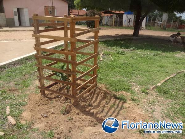 Prefeitura de Floriano inicia arborização de Praças.(Imagem:FlorianaoNews)