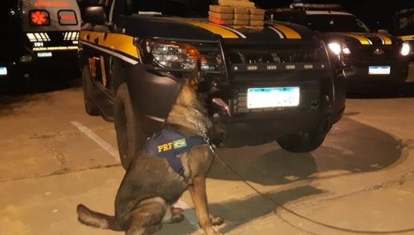 Com cães farejadores, PRF prende homem com drogas avaliadas em R$ 1,1 milhão