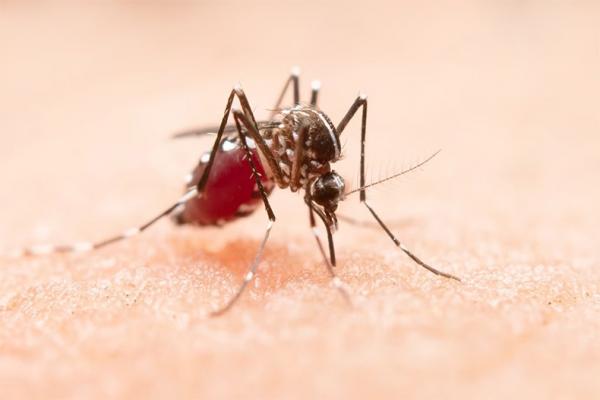 Piauí registra maior número de mortes por dengue na última década; 21 óbitos em 2024