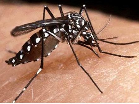 Piauí registra queda de 83,9% nos casos de dengue
