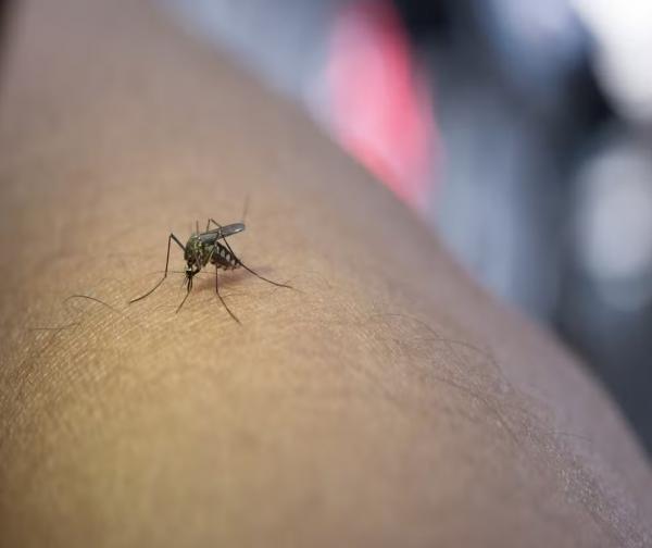 Cidade do PI onde três de quatro mortes por dengue aconteceram registra 1 em cada 5 casos da doença
