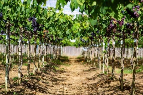 Projeto investe R$ 8,1 milhões em tecnologia de ponta para tornar Piauí gigante da fruticultura