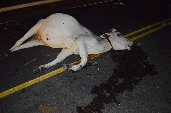 Acidente envolvendo carro, caminh&atilde;o e animal, tira a vida de jovem em Buriti dos Lopes.(Imagem:Portal Boca do Povo)