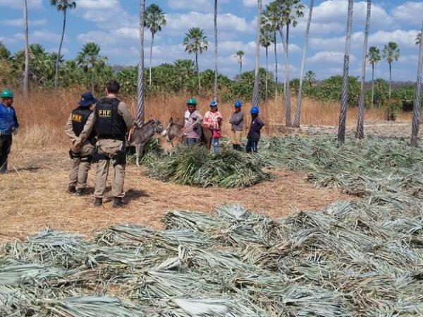 Trabalhadores foram achados em condi&ccedil;&otilde;es degradantes em munic&iacute;pios do Piau&iacute;.(Imagem:Divulga&ccedil;&atilde;o/PRF)