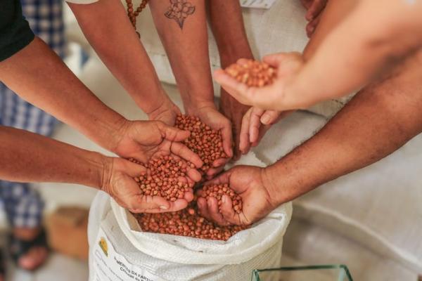 SAF entrega mais de duas toneladas de sementes de milho e feijão para agricultores de 11 municípios
