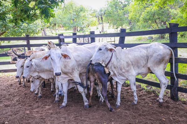 Melhoramento genético do rebanho bovino já beneficia produtores em 103 cidades do estado