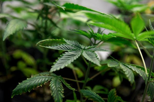 Justiça autoriza plantio de maconha para tratamento de paciente com depressão no Piauí