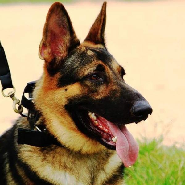 Cão da Polícia Militar do Piauí que atuou nas Olimpíadas e em rebeliões morre em Teresina