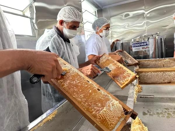 Codevasf fechará o ano com investimentos de R$ 13 milhões na apicultura do Piauí