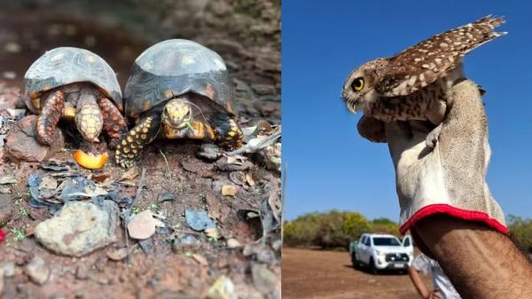 Quase 50 animais silvestres resgatados são devolvidos à natureza no Piauí