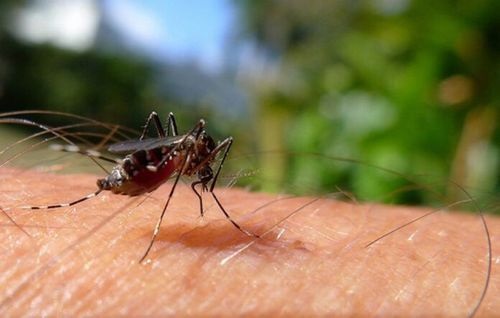 Piauí registra mais duas mortes por dengue e chega a 18 óbitos