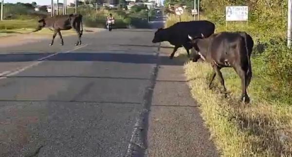 Animais na pista causam transtornos à motoristas na PI-05, em Floriano