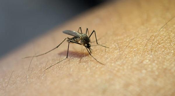 Brasil supera total de casos de dengue de 2023 em menos de três meses