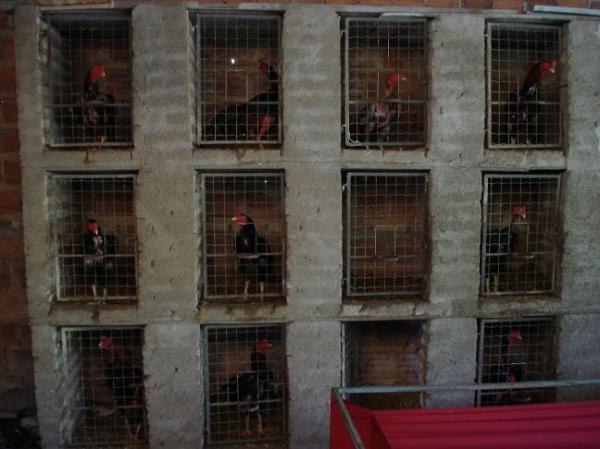 Pol&iacute;cia apreende 49 galos de briga e 9 p&aacute;ssaros silvestres em Floriano.(Imagem:FlorianoNews)