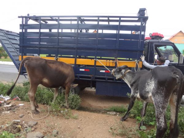 PRF apreende animais soltos &agrave;s margens das rodovias em Floriano.(Imagem:FlorianoNews)