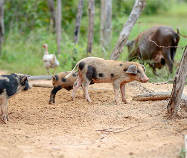 Peste suína gera indenização a 300 produtores por mortes de animais