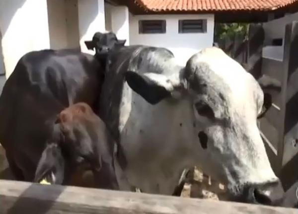 Veterinários de Floriano realizam técnica de barriga de aluguel em vacas