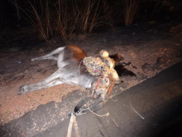 Animais na pista provocam acidente na PI 05.(Imagem:FlorianoNews)