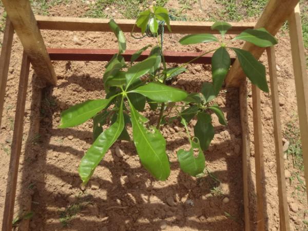 Prefeitura de Floriano inicia arborização de Praças