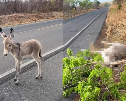 Filhote de jumento é resgatado após mãe ser atropelada na PI-140, em Floriano