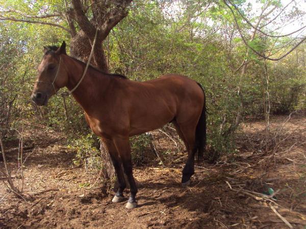 Cavalo que participou da vaquejada(Imagem:reda&ccedil;&atilde;o)