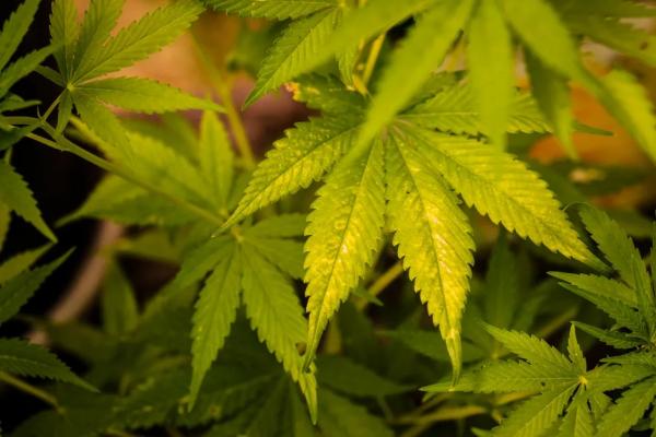 Sancionada lei que determina a distribuição gratuita de medicamentos derivados da cannabis