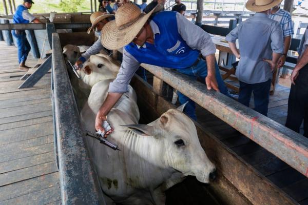 Adiada devido à pandemia, vacinação contra febre aftosa inicia nesta segunda (1º) no Piauí
