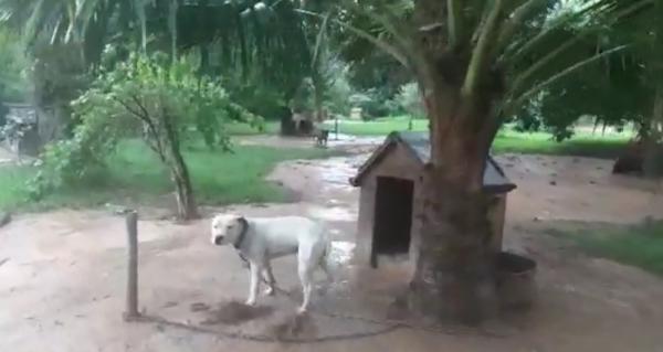 Animais foram encontrados por policiais em Itu(Imagem:Reprodu&ccedil;&atilde;o)