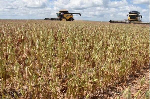 Produção de grãos no Piauí em 2025 deve atingir recorde histórico