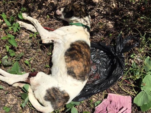 Grupo denuncia homem suspeito de matar cão a pauladas e facadas no PI