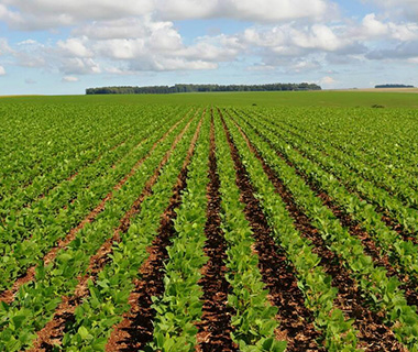 No Piauí, 78% dos produtores garantem não usar agrotóxicos, revela IBGE