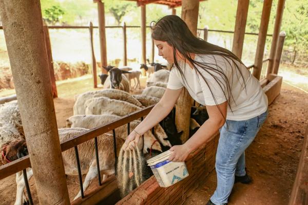 Com 3&ordm; maior rebanho do Nordeste, produ&ccedil;&atilde;o de ovinos e caprinos no Piau&iacute; fortalece a renda de pequenos produtores(Imagem:Geirlys Silva)