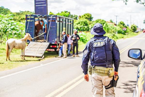 Operação porteira fechada reduz em mais de 50% mortes envolvendo acidentes com animais nas rodovias