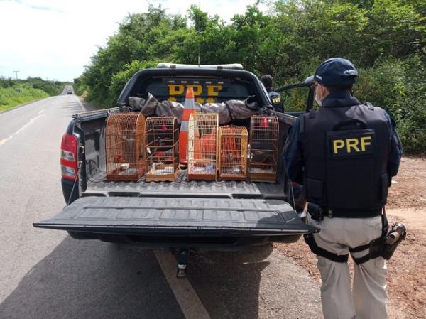 PRF resgata pássaros por suspeita de maus-tratos e suspeitos são conduzidos à delegacia