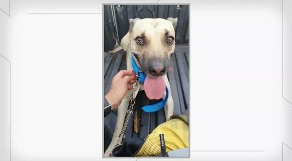 Floriano: Cachorro é resgatado pela polícia após vídeo de agressão viralizar