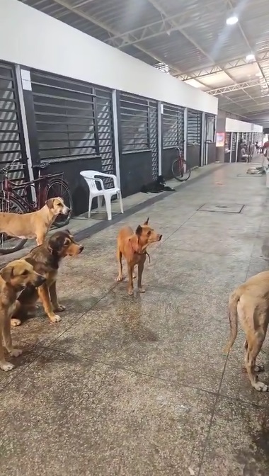 Mercado Público de Floriano aplicará punição a comerciantes que alimentarem animais nas dependências