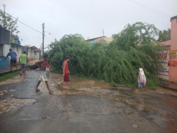 &Aacute;rvore na Rua 7 de Setembro foi derrubada pela for&ccedil;a da chuva(Imagem:reda&ccedil;&atilde;o)