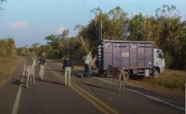 Piauí enfrenta desafio de sinistros de trânsito com animais em rodovias federais